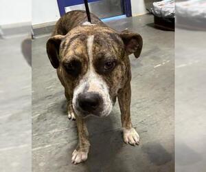 American Pit Bull Terrier Dogs for adoption in Bakersfield, CA, USA