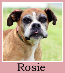Boxer Dogs for adoption in Sullivan, IN, USA
