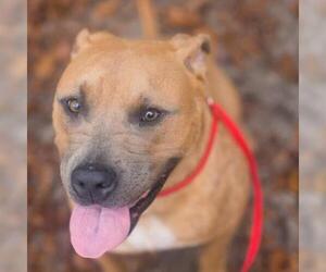 American Staffordshire Terrier Dogs for adoption in Gainesville, FL, USA