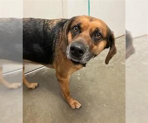 Black and Tan Coonhound-German Shepherd Dog Mix Dogs for adoption in Rosenberg, TX, USA