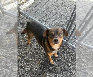 Labbe Dogs for adoption in Redlands, CA, USA