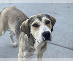 German Shepherd Dog-Unknown Mix Dogs for adoption in Tulsa, OK, USA