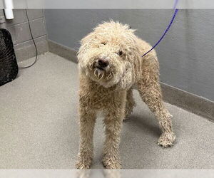 Goldendoodle Dogs for adoption in Las Vegas, NV, USA
