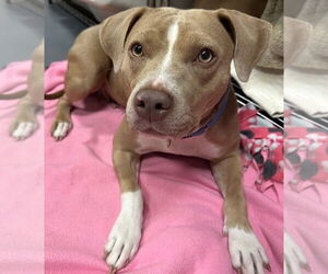 Mutt Dogs for adoption in South Bend, IN, USA