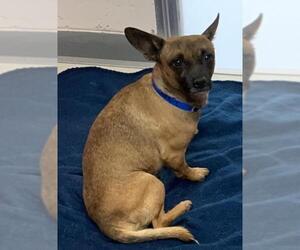 Medium Photo #1 Chihuahua Puppy For Sale in Visalia, CA, USA