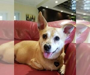 Pembroke Welsh Corgi-Unknown Mix Dogs for adoption in Deerfield Beach, FL, USA