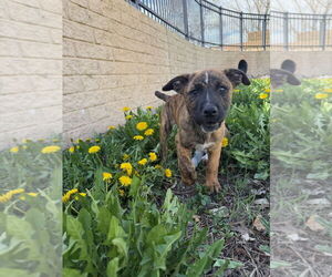 Mutt Dogs for adoption in Fort Collins, CO, USA