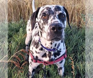 Dalmatian Dogs for adoption in Fargo, ND, USA