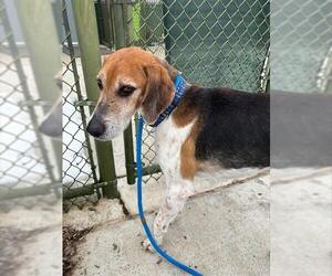 Mutt Dogs for adoption in Waterford, VA, USA