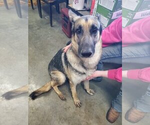 German Shepherd Dog Dogs for adoption in Fairfield, IL, USA