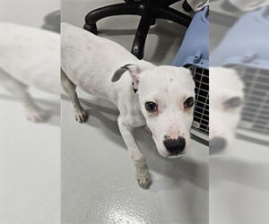 Mutt Dogs for adoption in Temple, TX, USA