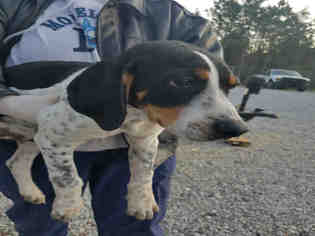 Bluetick Coonhound Dogs for adoption in Lacombe, LA, USA