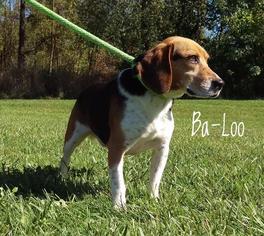 Beagle Dogs for adoption in Kendallville, IN, USA