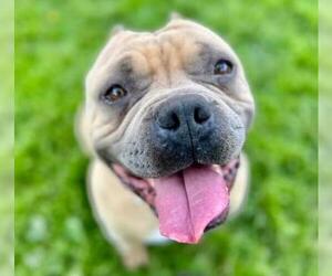 American Pit Bull Terrier-Unknown Mix Dogs for adoption in Riverside, CA, USA