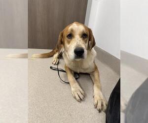 Great Pyrenees Dogs for adoption in Baytown, TX, USA