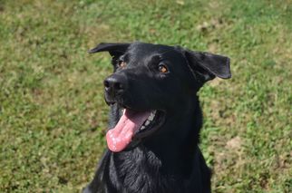 Labrador Retriever-Unknown Mix Dogs for adoption in Athens, AL, USA