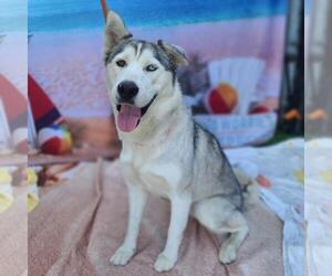 Siberian Husky Dogs for adoption in Long Beach, CA, USA