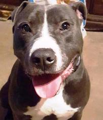 American Pit Bull Terrier Dogs for adoption in Gettysburg, PA, USA