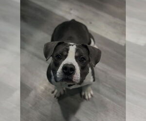 Beabull Dogs for adoption in Las Vegas, NV, USA