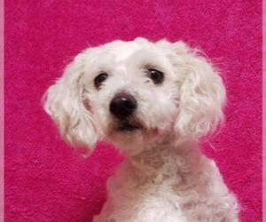 Poodle (Toy) Dogs for adoption in Fairfield, CA, USA