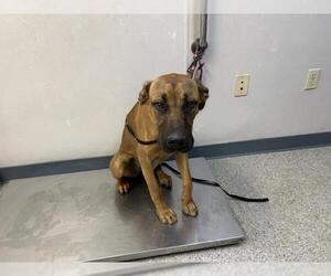 Boxer-Unknown Mix Dogs for adoption in Visalia, CA, USA