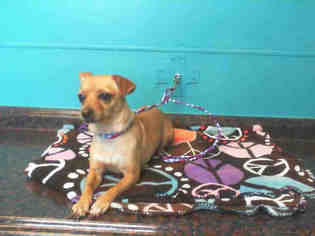 Chihuahua Dogs for adoption in Las Vegas, NV, USA