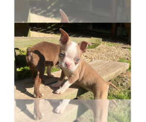 Boston Terrier-Unknown Mix Dogs for adoption in Raleigh, NC, USA
