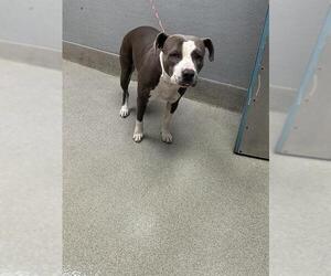 American Pit Bull Terrier-Unknown Mix Dogs for adoption in Las Vegas, NV, USA