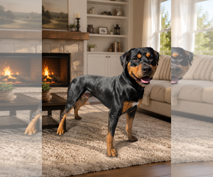 Rottweiler Dogs for adoption in Menifee, CA, USA