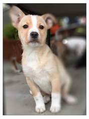 Borador Dogs for adoption in Long Beach, CA, USA