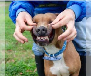 Medium Photo #1 American Pit Bull Terrier-Unknown Mix Puppy For Sale in Von Ormy, TX, USA