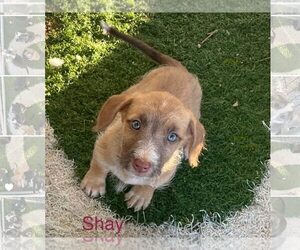 Border Collie-Unknown Mix Dogs for adoption in Turlock, CA, USA