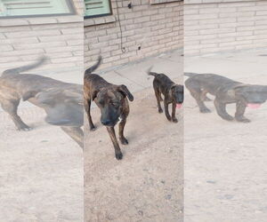 American Pit Bull Terrier-Labrador Retriever Mix Dogs for adoption in Chandler, AZ, USA