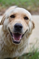 Golden Pyrenees Dogs for adoption in Brownsboro, AL, USA