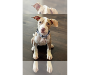 American Pit Bull Terrier-Unknown Mix Dogs for adoption in Andover, MN, USA