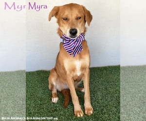 Carolina Dog-Labrador Retriever Mix Dogs for adoption in San Diego, CA, USA
