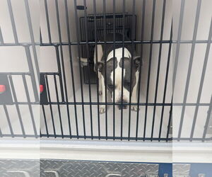 American Pit Bull Terrier-Unknown Mix Dogs for adoption in Virginia Beach, VA, USA