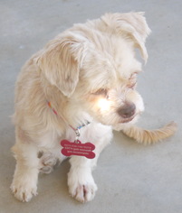 Shih-Poo Dogs for adoption in Tehachapi, CA, USA