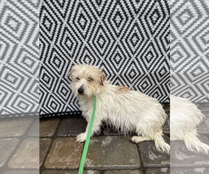 Maltese-Unknown Mix Dogs for adoption in Chico, CA, USA