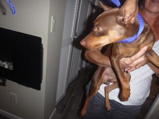 Miniature Pinscher Dogs for adoption in Naples, FL, USA