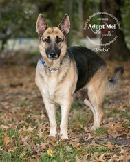 Medium Photo #1 German Shepherd Dog Puppy For Sale in Montgomery, AL, USA