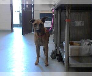 Labrador Retriever Dogs for adoption in Fayetteville, NC, USA