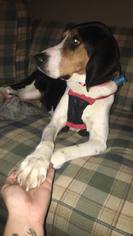 Treeing Walker Coonhound Dogs for adoption in Toledo, OH, USA