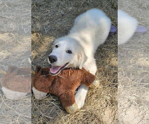 Great Pyrenees Dogs for adoption in Croydon, NH, USA