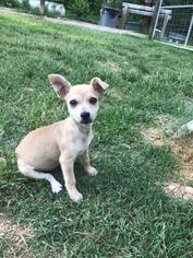 Chihuahua Dogs for adoption in Matthews, NC, USA