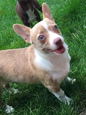 Pembroke Welsh Corgi-Unknown Mix Dogs for adoption in Bristolville, OH, USA
