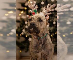 Presa Canario Dogs for adoption in Belleville, IL, USA