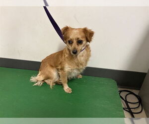 Tibetan Spaniel-Unknown Mix Dogs for adoption in Corona, CA, USA