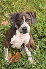 German Shorthaired Pointer Dogs for adoption in Fayette, MO, USA
