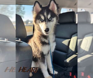 Siberian Husky Dogs for adoption in Severn, MD, USA